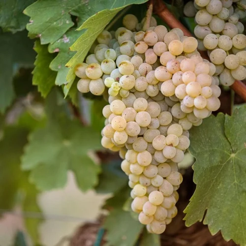 45°-Revival-Uva-e-Vino-Montonico.webp