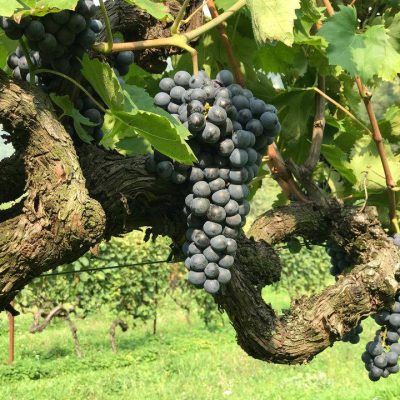 Agricola_Vallecamonica_di_Belingheri_Alex.jpg