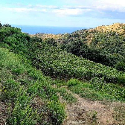 Azienda_Vinicola_Malaspina.jpg